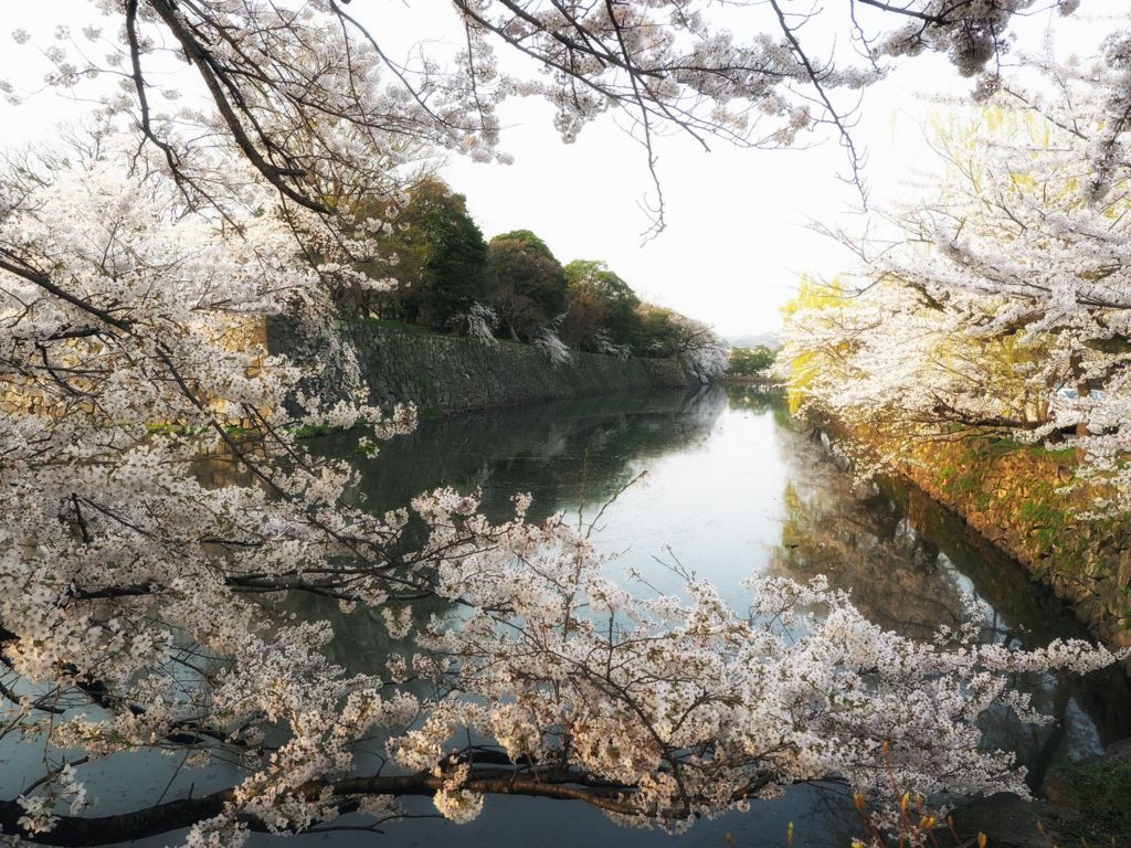 f:id:Kotori_fresh:20180428200943j:plain 彦根城桜