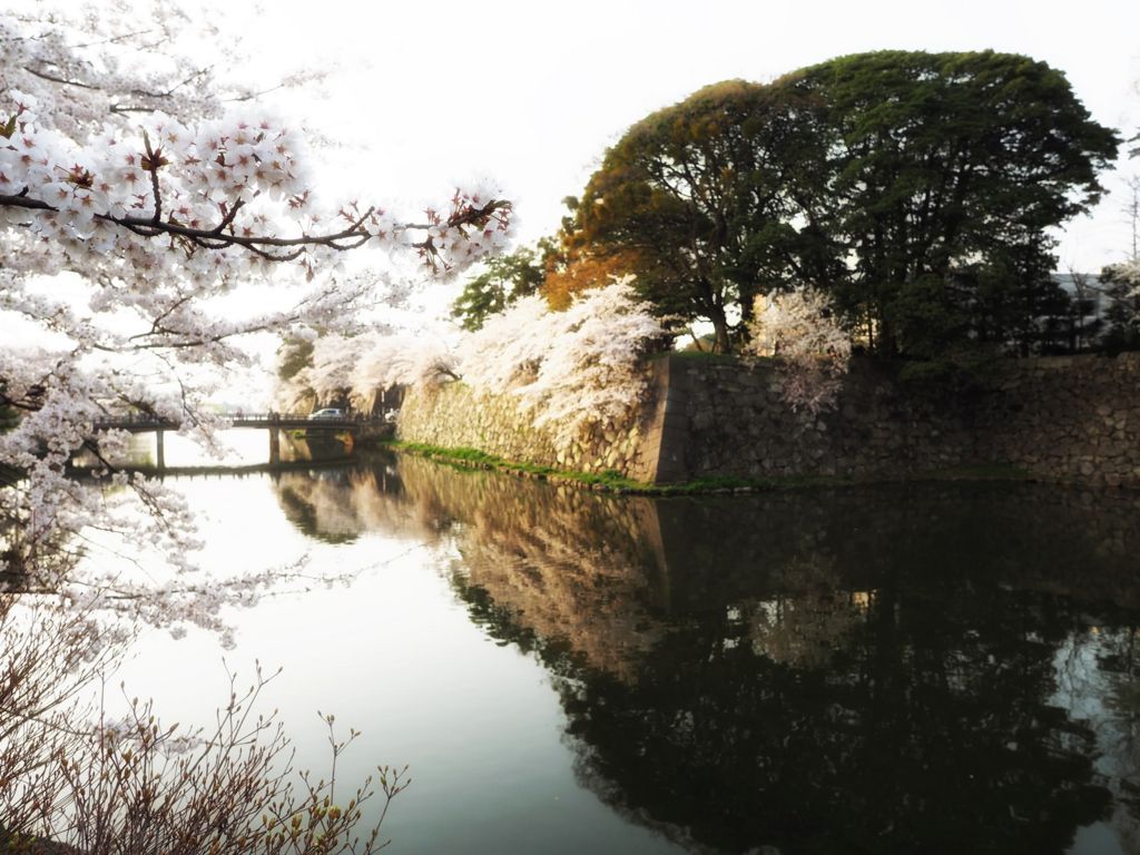 f:id:Kotori_fresh:20180428200948j:plain 彦根城桜