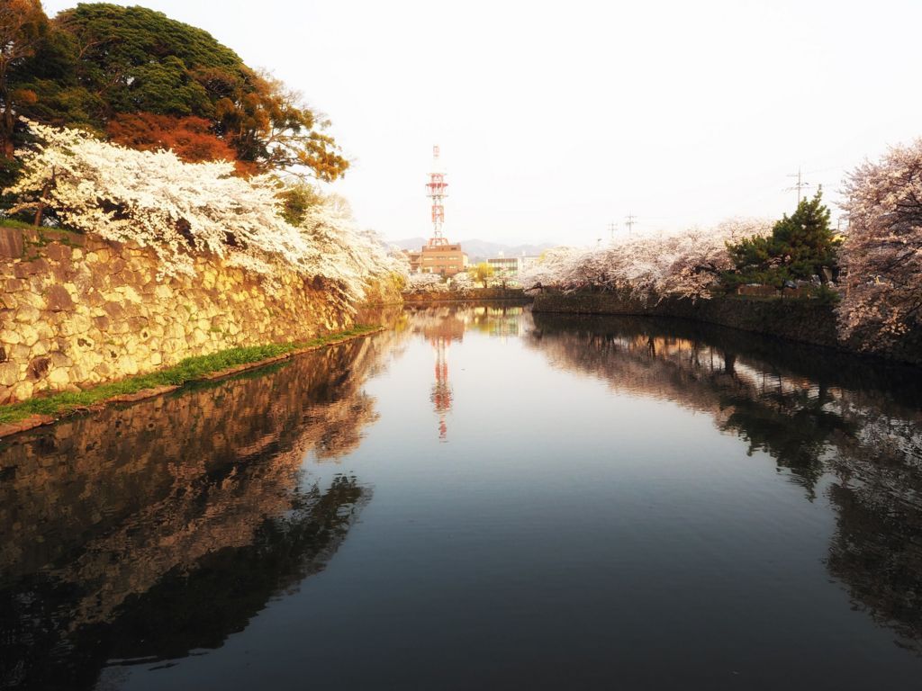 f:id:Kotori_fresh:20180428200958j:plain 彦根城桜