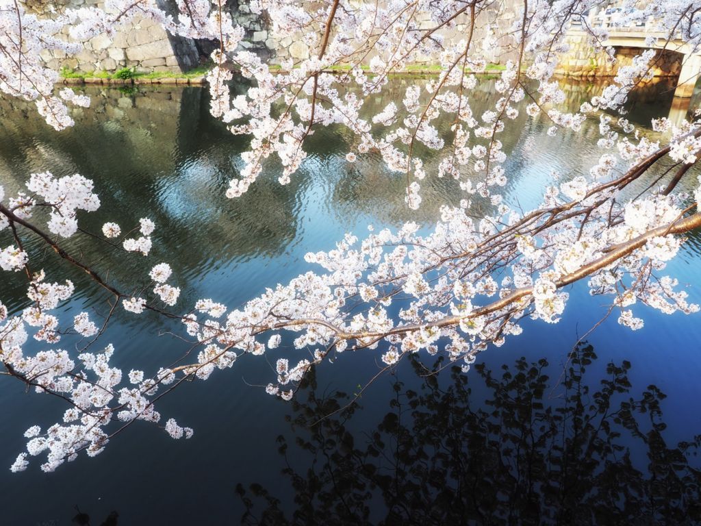 f:id:Kotori_fresh:20180428201004j:plain 彦根城桜