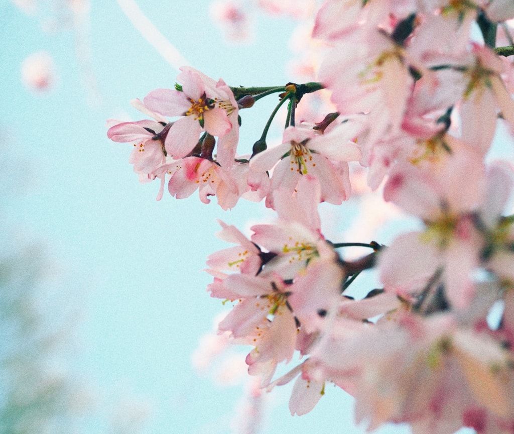 f:id:Kotori_fresh:20180428204512j:plain f:id:Kotori_fresh:20180428204512j:plain