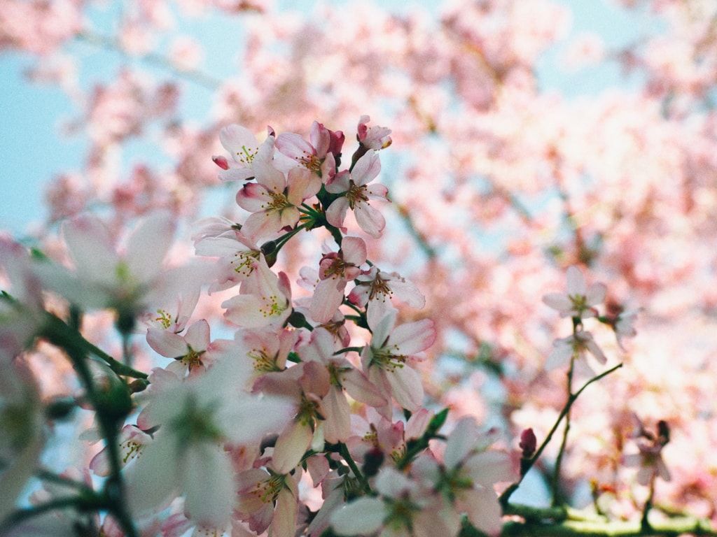 f:id:Kotori_fresh:20180428204517j:plain f:id:Kotori_fresh:20180428204517j:plain