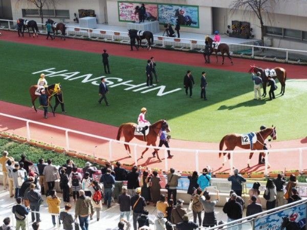 阪神競馬場_パドック