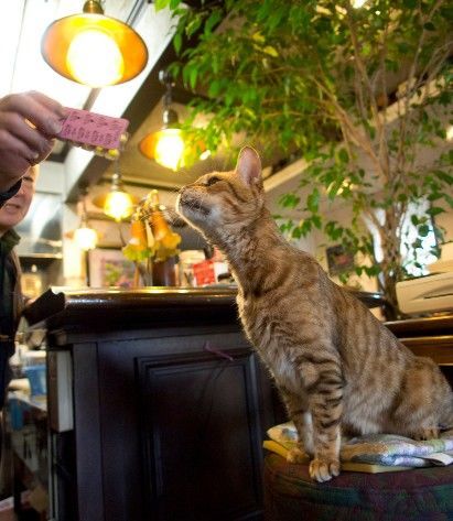 和蘭豆・看板猫のレオさんがマスターに遊んでもらう