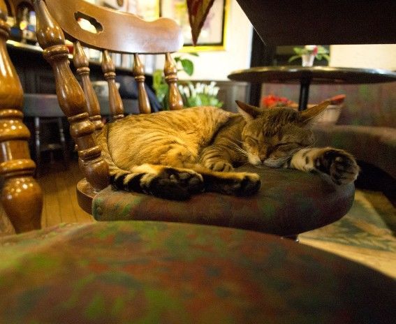 和蘭豆・寝ている看板猫のレオさん
