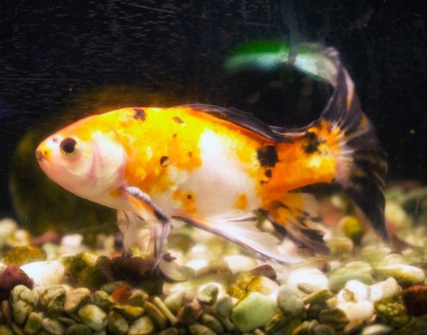 岡山・コーヒールームキャッスル_水槽の金魚