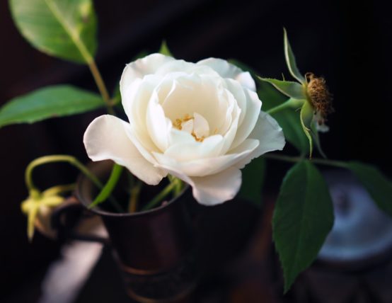 テーブルに飾られた白薔薇