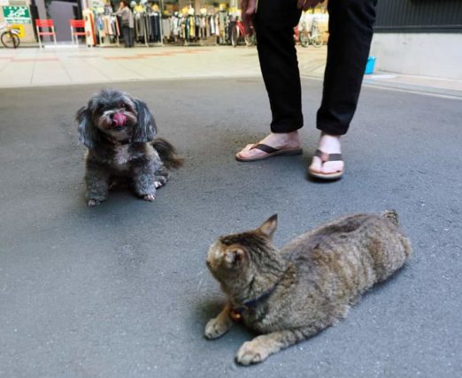 八幡屋商店街の地域猫3