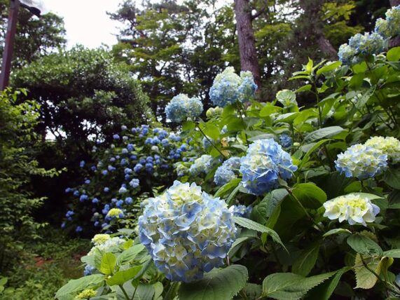 ヴォーリズ六甲山荘・紫陽花