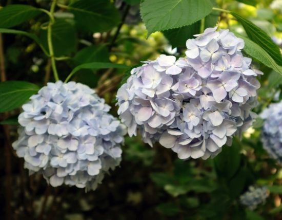 ハート型の紫陽花・紫