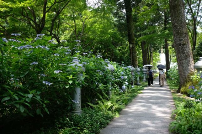 両果の道の紫陽花