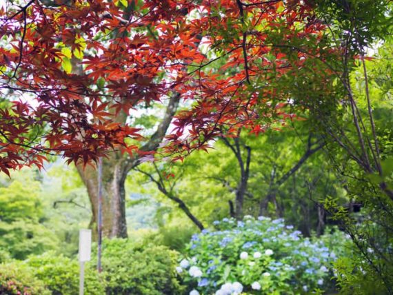 久安寺の紫陽花と紅葉