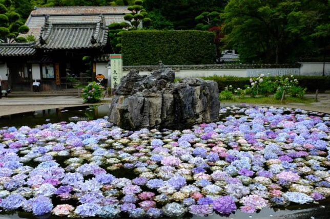 久安寺・池に浮く紫陽花