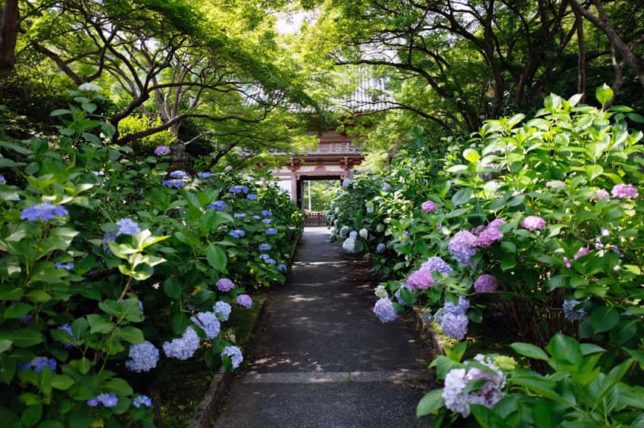 久安寺の紫陽花と楼門