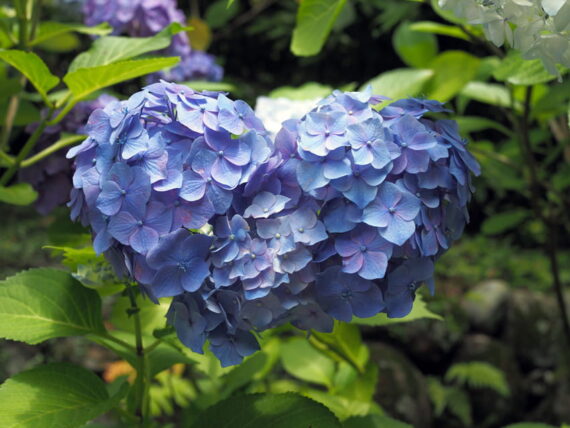 久安寺・ハート型の紫陽花