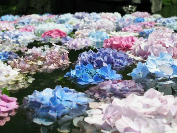 具足池に浮かぶ紫陽花