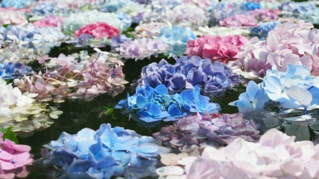 具足池に浮かぶ紫陽花