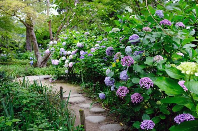 久安寺・紫陽花密集