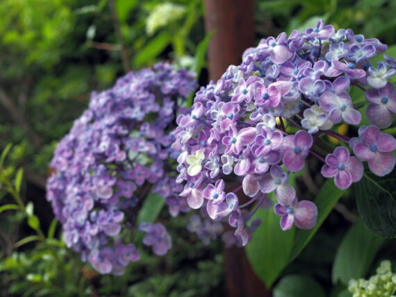 久安寺・2つ並んで咲く紫陽花