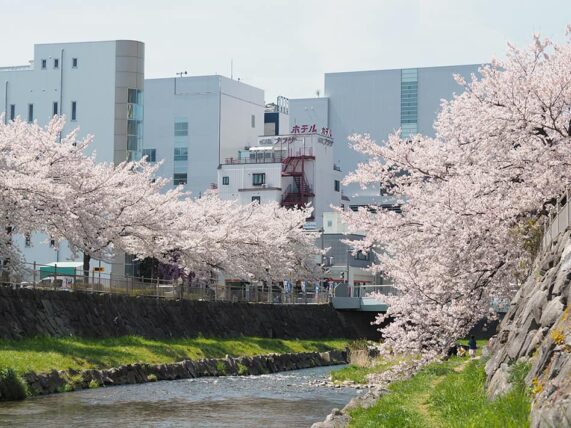 女鳥羽川沿いの桜