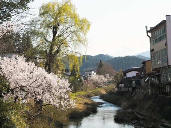 飛騨高山・桜